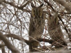 Long-eared Owls